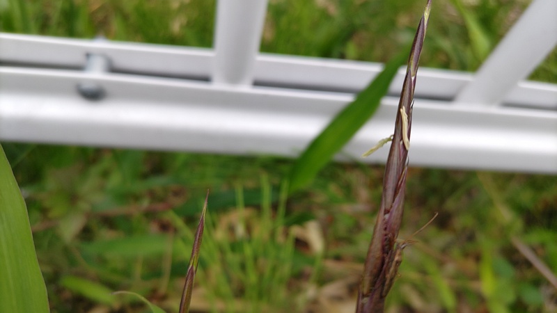 ササの花 横浜市旭区今宿南町