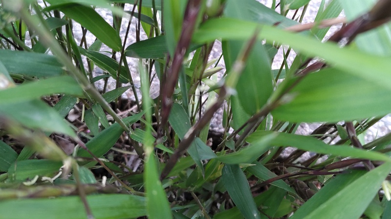 ササの花 横浜市旭区今宿南町