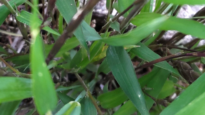 ササの花 横浜市旭区今宿南町