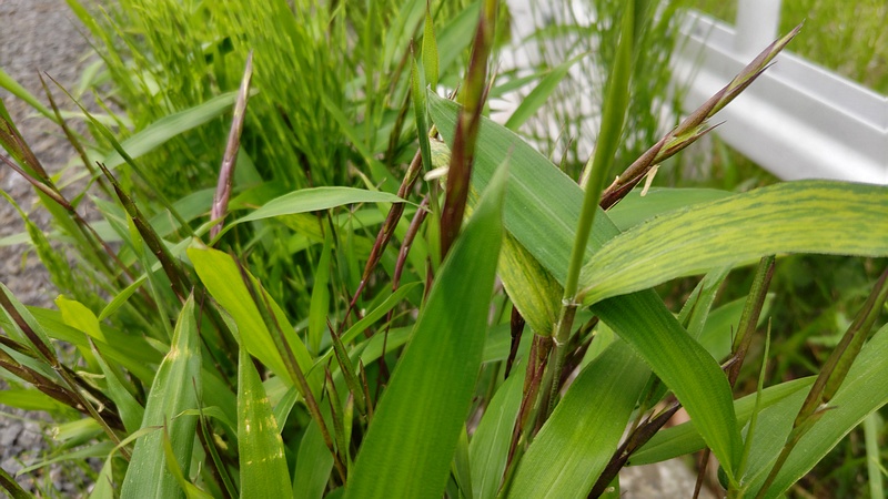 ササの花 横浜市旭区今宿南町