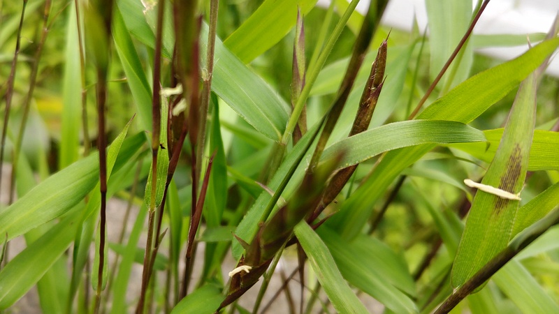 ササの花 横浜市旭区今宿南町