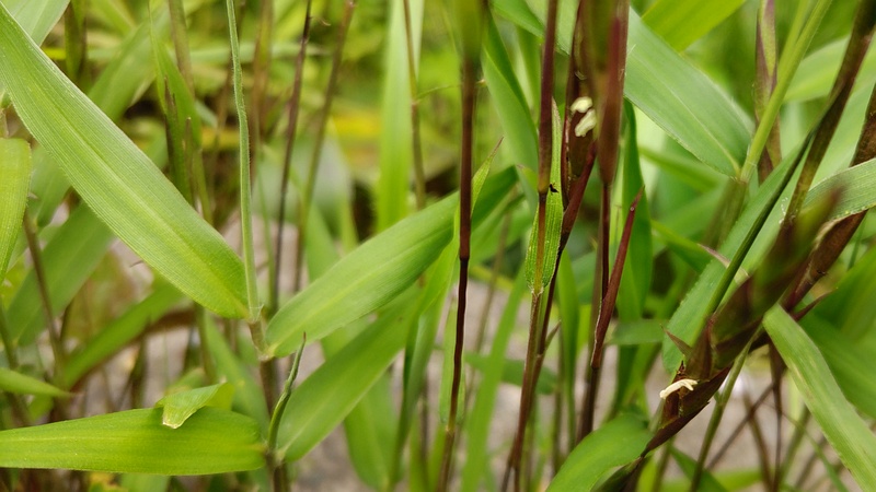 ササの花 横浜市旭区今宿南町