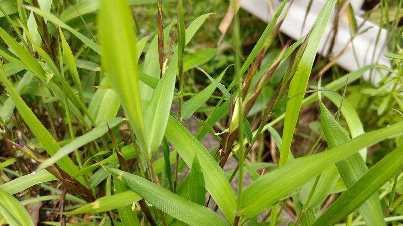ササの花 横浜市旭区今宿南町