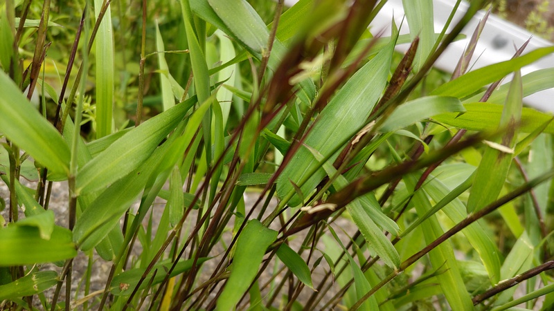 ササの花 横浜市旭区今宿南町