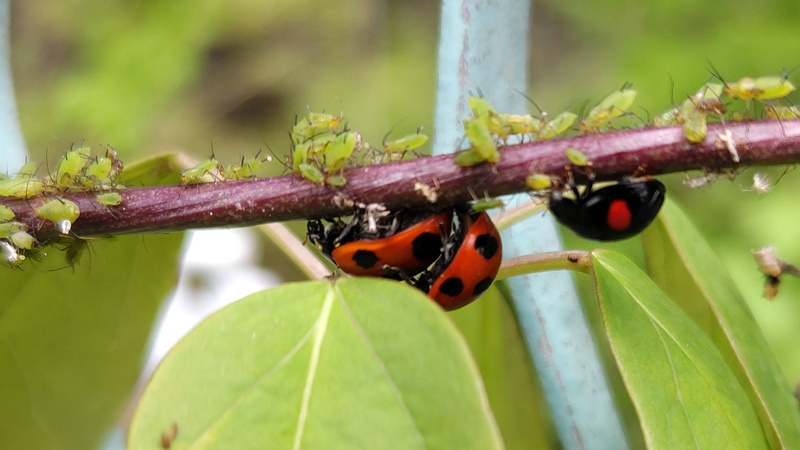 アケビのアブラムシとナナホシテントウ、ナミテントウ 横浜市旭区今宿南町