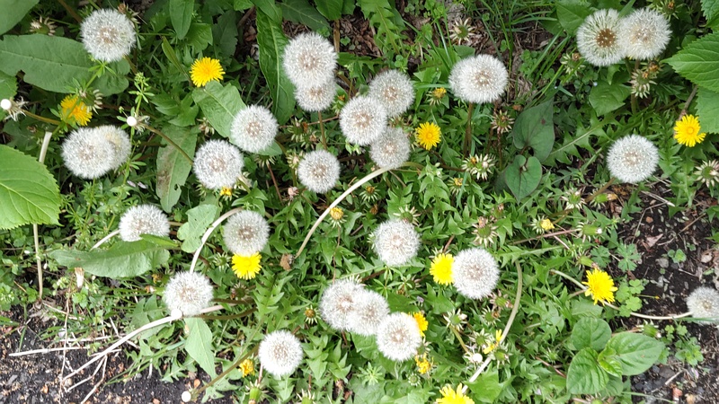 セイヨウタンポポ 横浜市旭区今宿南町