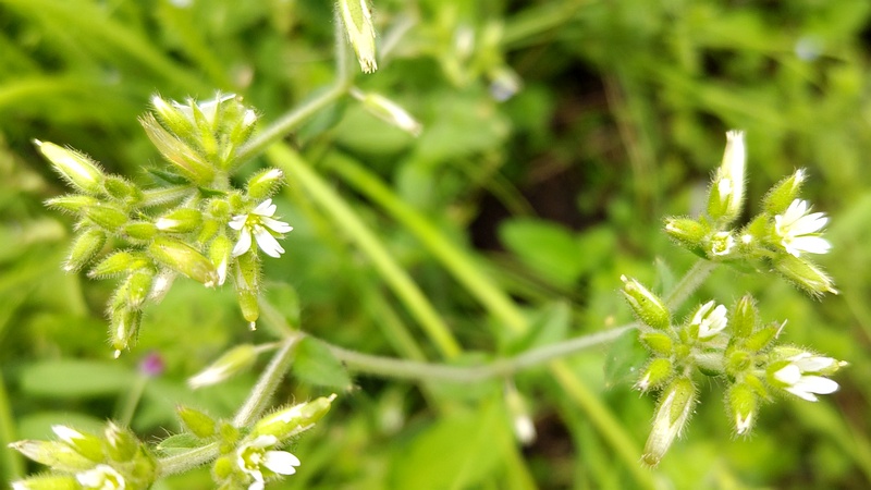 オランダミミナグサの花 横浜市旭区今宿南町