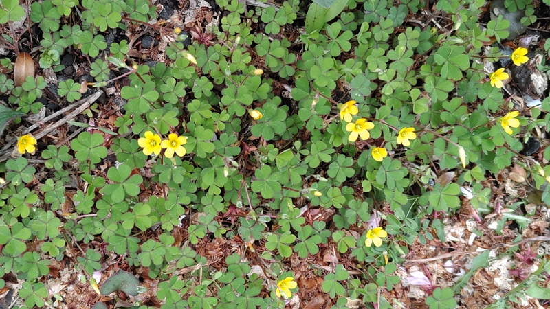 カタバミの花 横浜市旭区今宿南町