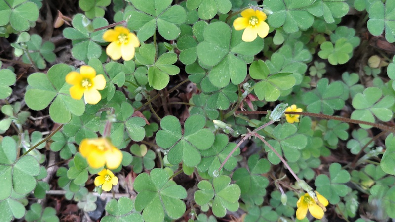 カタバミの花 横浜市旭区今宿南町