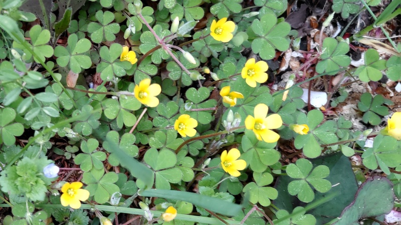 カタバミの花 横浜市旭区今宿南町