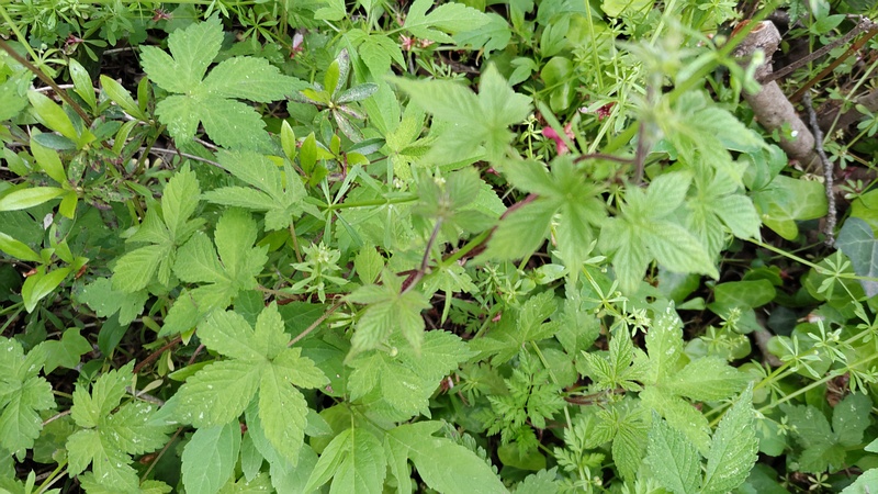 カナムグラ 横浜市旭区今宿南町