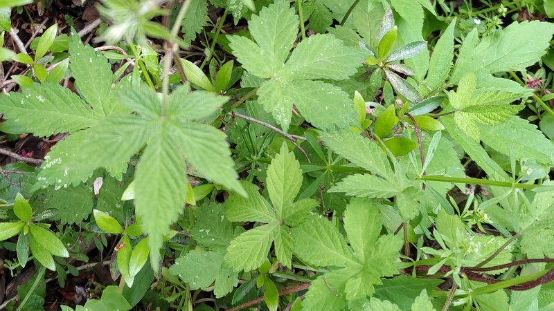 カナムグラ 横浜市旭区今宿南町