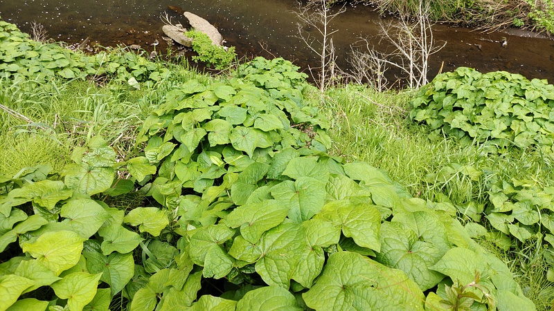 シャクチリソバ 横浜市旭区今宿南町