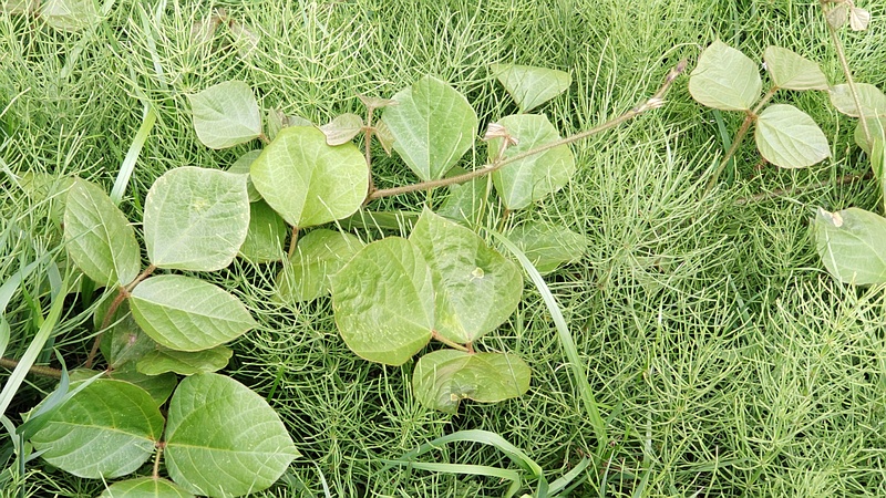 クズ 横浜市旭区今宿南町