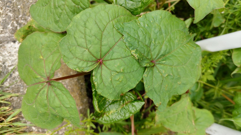 シャクチリソバ 横浜市旭区今宿南町