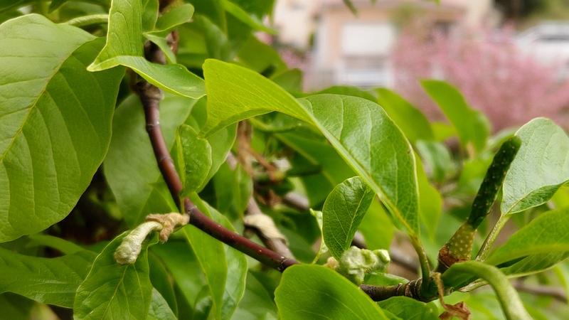 コブシの若い果実 横浜市旭区今宿南町