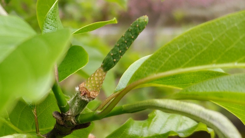 コブシの若い果実 横浜市旭区今宿南町