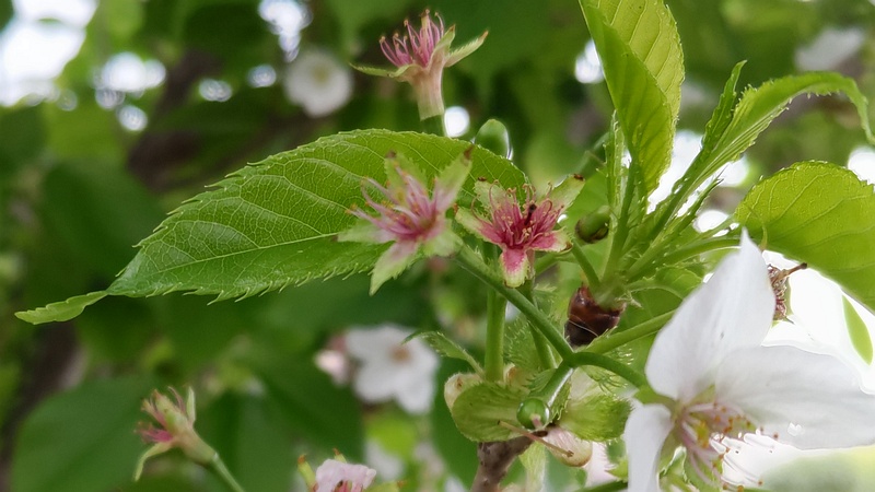 オオシマザクラの果実 横浜市旭区今宿南町