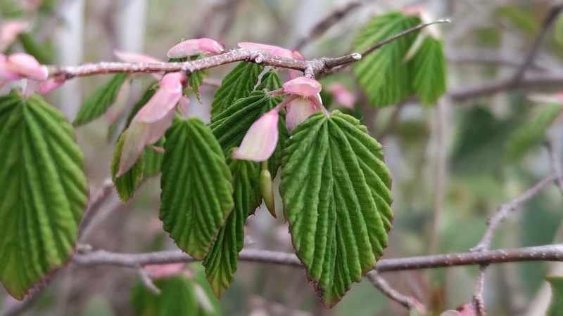 ヒュウガミズキ 横浜市旭区今宿東町