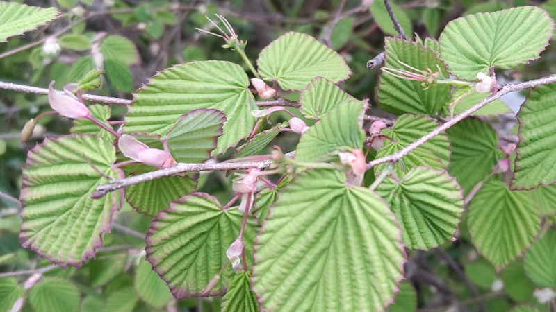 ヒュウガミズキ 横浜市旭区今宿東町