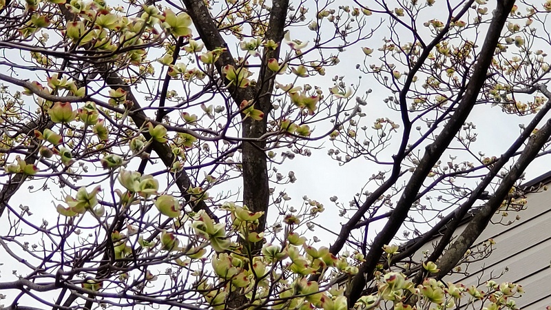 ハナミズキの花 横浜市旭区今宿東町