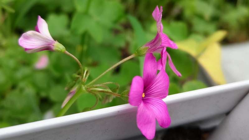 イモカタバミの花 横浜市旭区今宿東町