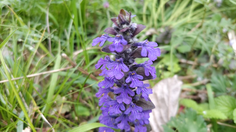 セイヨウジュウニヒトエの花 横浜市旭区今宿東町