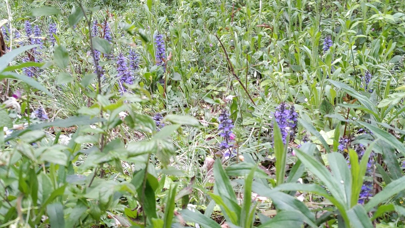 セイヨウジュウニヒトエの花 横浜市旭区今宿東町