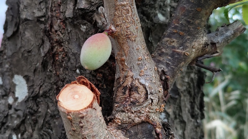 ウメの果実 横浜市旭区今宿東町