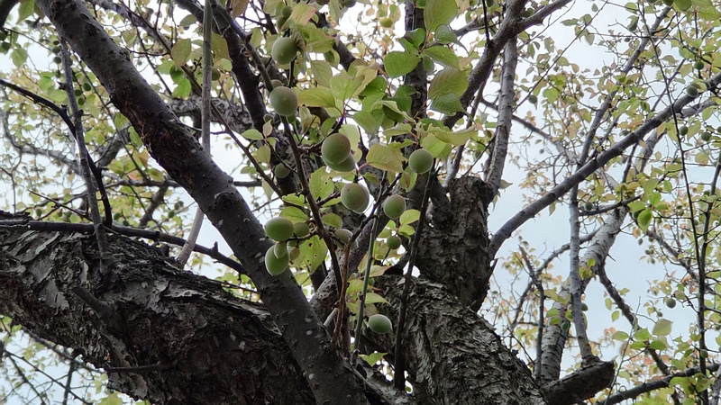 ウメの果実 横浜市旭区今宿東町