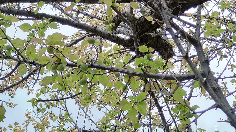 ウメの果実 横浜市旭区今宿東町