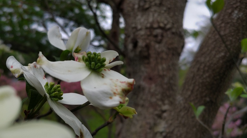 ハナミズキの花 横浜市旭区鶴ヶ峰本町