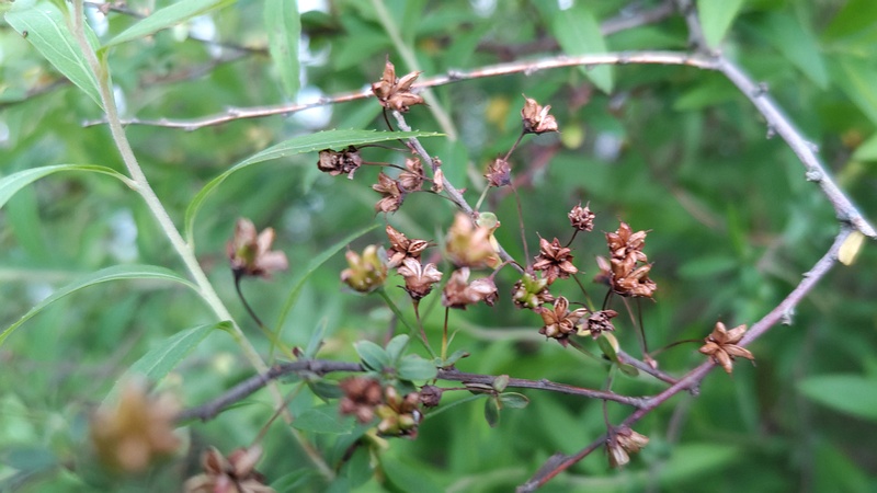 ユキヤナギの果実 横浜市旭区鶴ヶ峰本町
