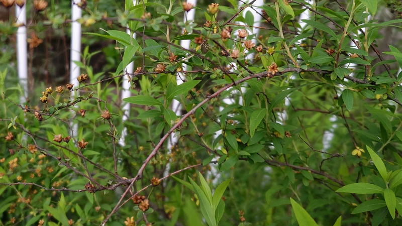 ユキヤナギの果実 横浜市旭区鶴ヶ峰本町