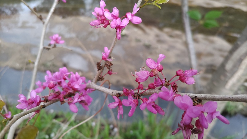 アメリカハナズオウの花 横浜市旭区鶴ヶ峰本町