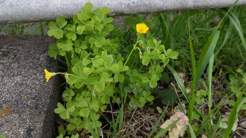 オッタチカタバミの花 横浜市旭区鶴ヶ峰本町