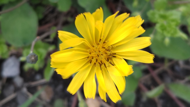 ジシバリの花 横浜市旭区鶴ヶ峰本町