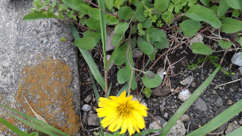 ジシバリの花 横浜市旭区鶴ヶ峰本町