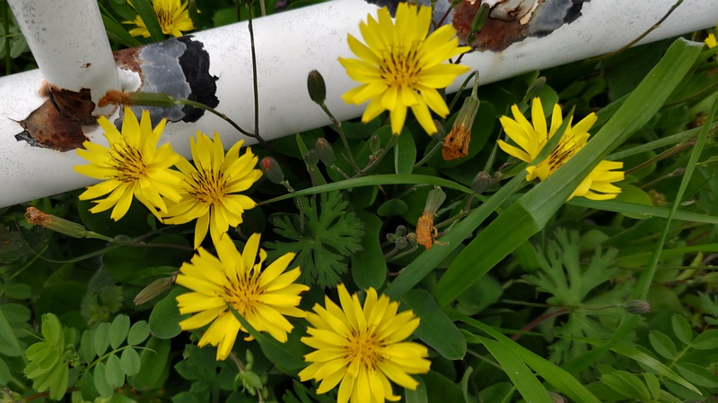 ジシバリの花 横浜市旭区鶴ヶ峰本町