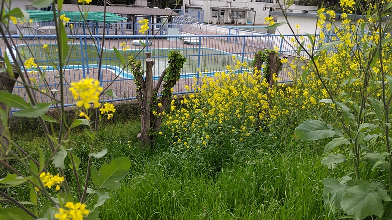 カラシナと剪定後のトウネズミモチ 横浜市旭区鶴ヶ峰鶴ヶ峰本町公園