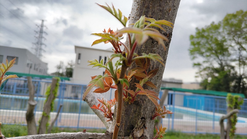 剪定後のエノキ 横浜市旭区鶴ヶ峰鶴ヶ峰本町公園