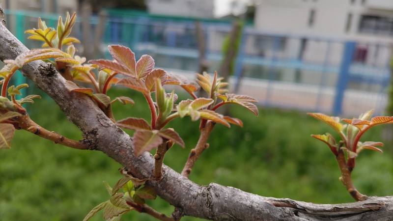剪定後のエノキ 横浜市旭区鶴ヶ峰鶴ヶ峰本町公園