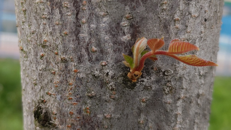 剪定後のエノキ 横浜市旭区鶴ヶ峰鶴ヶ峰本町公園