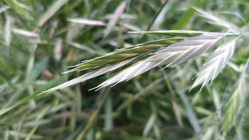 イヌムギ 横浜市旭区鶴ヶ峰本町