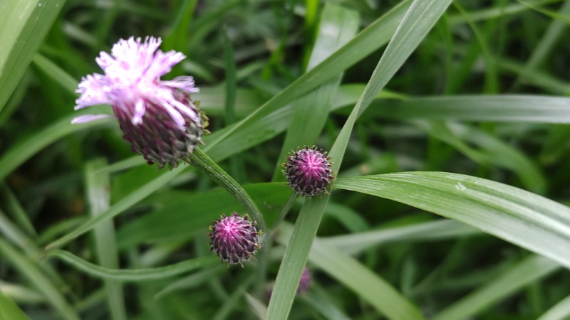 キツネアザミの花 横浜市旭区鶴ヶ峰本町