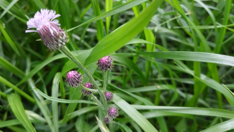 キツネアザミの花 横浜市旭区鶴ヶ峰本町