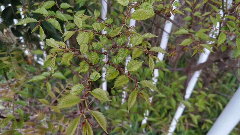 アカシデの若木の葉 横浜市旭区鶴ヶ峰本町