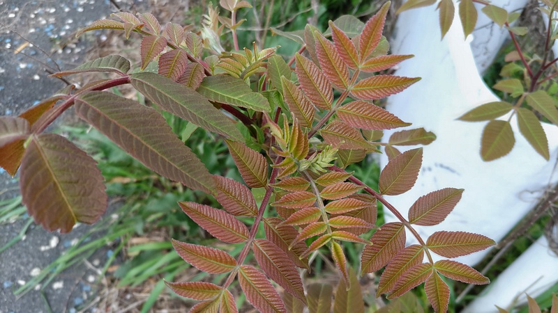 ヌルデ 横浜市旭区鶴ヶ峰本町