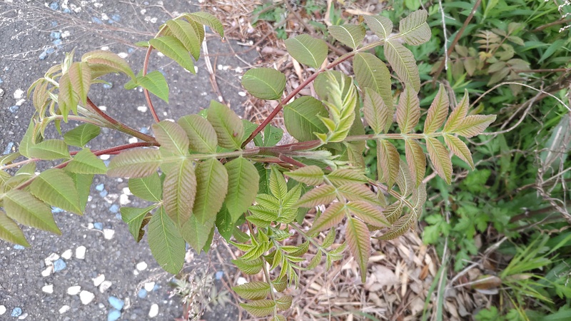 ヌルデ 横浜市旭区鶴ヶ峰本町