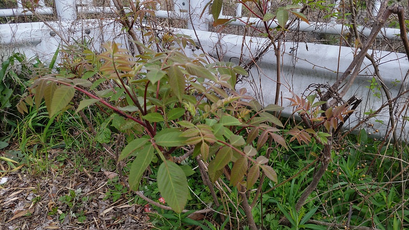 ヌルデ 横浜市旭区鶴ヶ峰本町